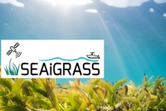 seaigrass